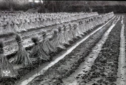 1950至2006年臺灣常民生活藏品圖，第1張