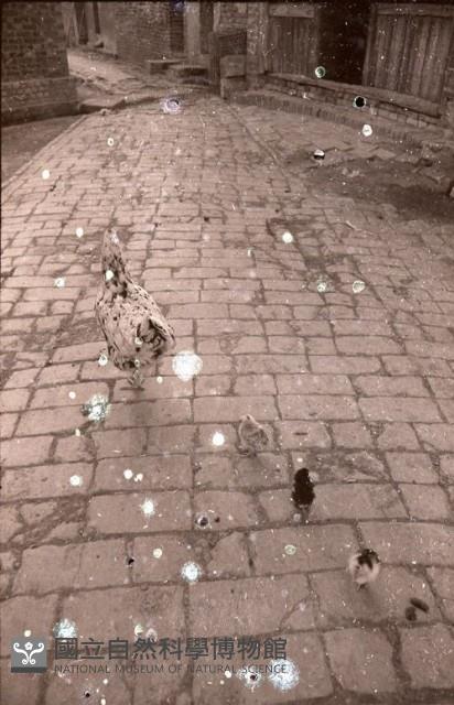 1950至2006年臺灣常民生活藏品圖，第1張