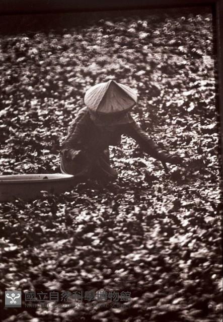 1950至2006年臺灣常民生活藏品圖，第1張