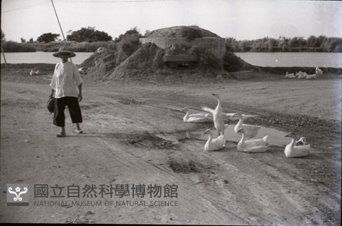 1950至2006年臺灣常民生活藏品圖，第1張