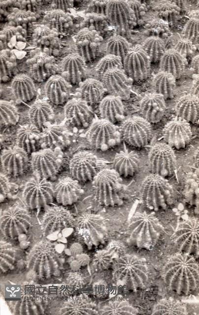 1950至2006年臺灣常民生活藏品圖，第1張