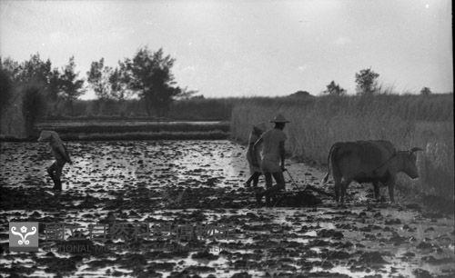 1950至2006年臺灣常民生活藏品圖，第1張