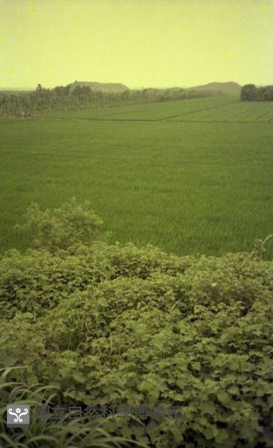 1950至2006年臺灣常民生活藏品圖，第1張