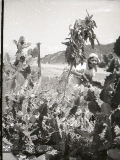 1950至2006年台灣常民生活藏品圖，第1張