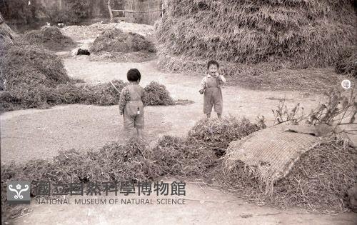 1950至2006年臺灣常民生活藏品圖，第1張