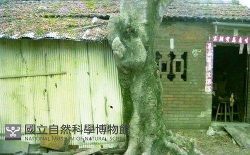 1950至2006年臺灣常民生活藏品圖，第1張