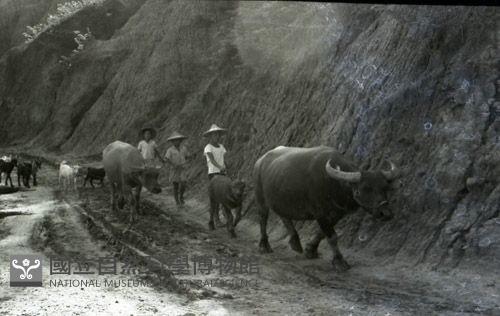 1950至2006年臺灣常民生活藏品圖，第1張
