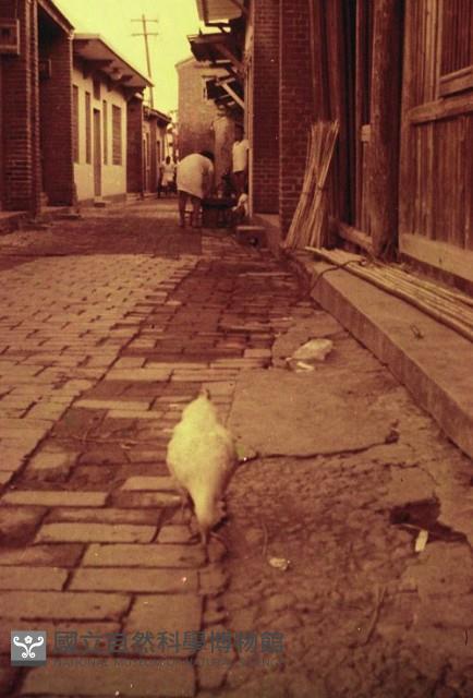 1950至2006年臺灣常民生活藏品圖，第1張