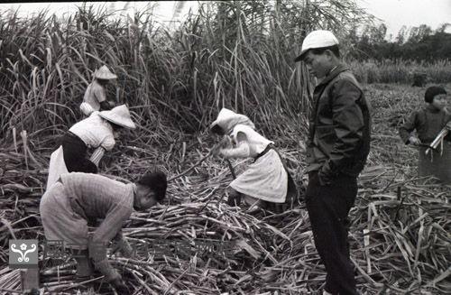 1950至2006年臺灣常民生活藏品圖，第1張