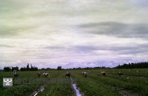 1950至2006年臺灣常民生活藏品圖，第1張