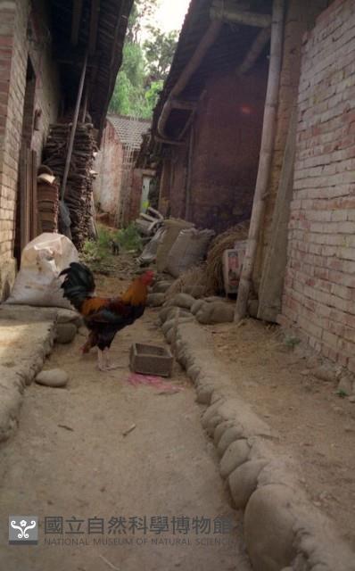 1950至2006年臺灣常民生活藏品圖，第1張