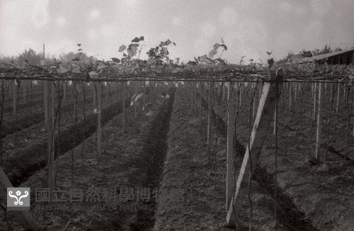 1950至2006年台灣常民生活藏品圖，第1張