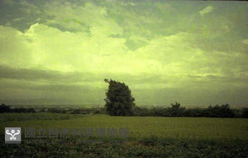 1950至2006年臺灣常民生活藏品圖，第1張