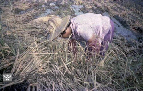 1950至2006年臺灣常民生活藏品圖，第1張