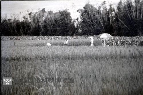 1950至2006年臺灣常民生活藏品圖，第1張