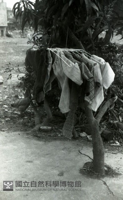 1950至2006年臺灣常民生活藏品圖，第1張