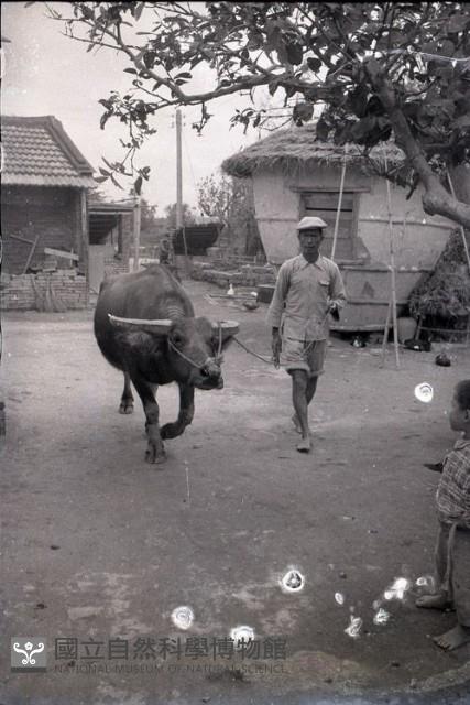 1950至2006年臺灣常民生活藏品圖，第1張