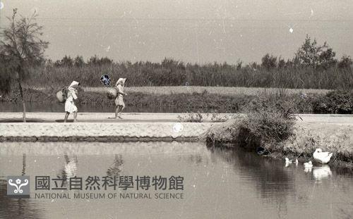 1950至2006年臺灣常民生活 藏品圖，第1張