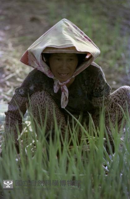1950至2006年臺灣常民生活藏品圖，第1張