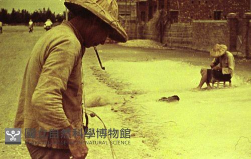 1950至2006年臺灣常民生活藏品圖，第1張