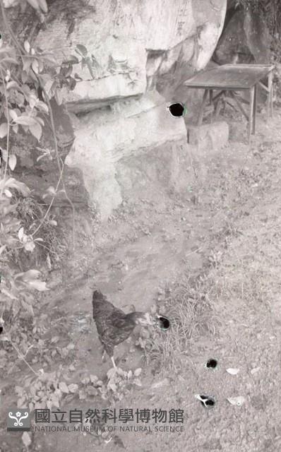 1950至2006年臺灣常民生活藏品圖，第1張