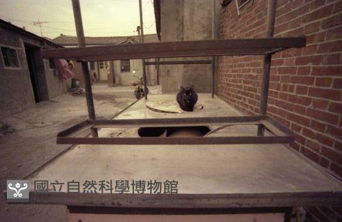 1950至2006年臺灣常民生活藏品圖，第1張