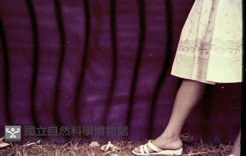 1950至2006年臺灣常民生活藏品圖，第1張
