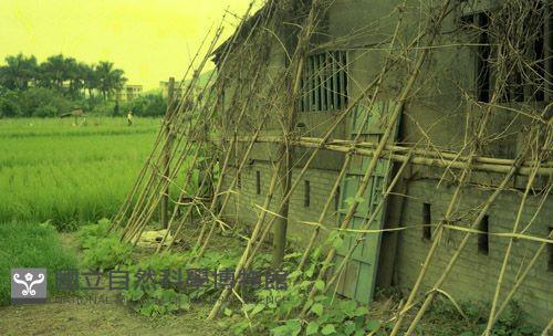 1950至2006年臺灣常民生活藏品圖，第1張