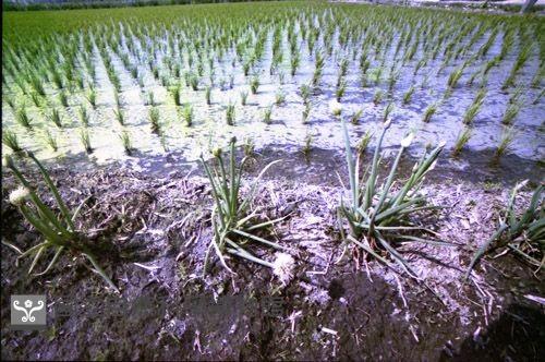 田埂上的青蔥（1950至2006年臺灣常民生活）藏品圖，第1張