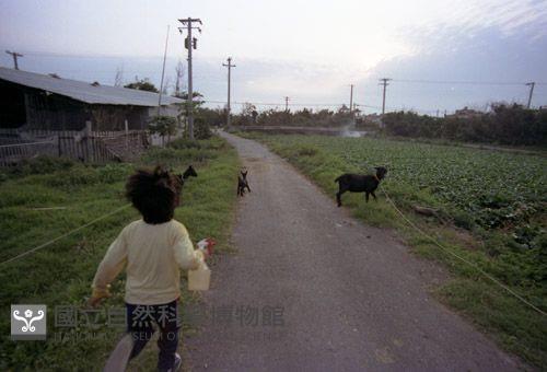 1950至2006年臺灣常民生活藏品圖，第1張