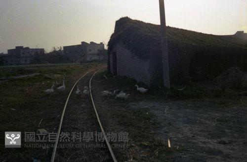 1950至2006年臺灣常民生活藏品圖，第1張