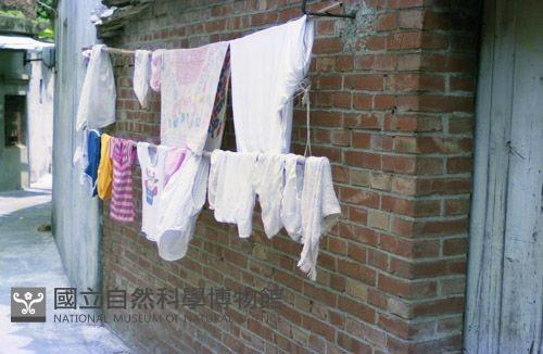 1950至2006年臺灣常民生活藏品圖，第1張