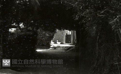 1950至2006年臺灣常民生活 藏品圖，第1張