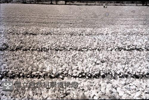 1950至2006年臺灣常民生活藏品圖，第1張