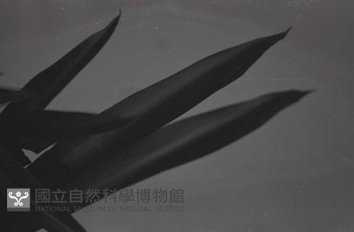 1950至2006年台灣常民生活藏品圖，第1張
