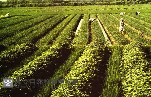 1950至2006年臺灣常民生活藏品圖，第1張