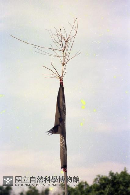 1950至2006年臺灣常民生活藏品圖，第1張