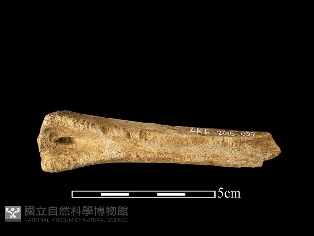 獸骨藏品圖，第1張