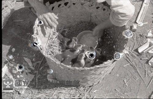 1950至2006年臺灣常民生活藏品圖，第1張