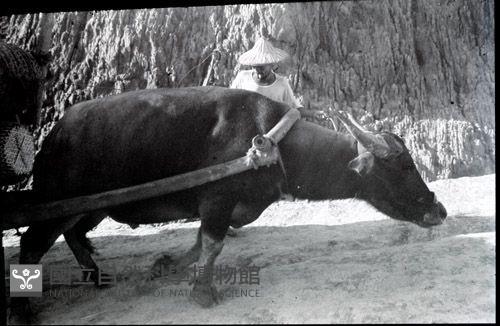 1950至2006年臺灣常民生活藏品圖，第1張