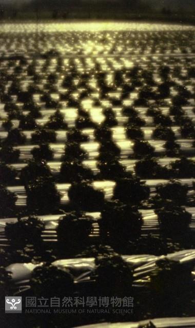 1950至2006年臺灣常民生活藏品圖，第1張