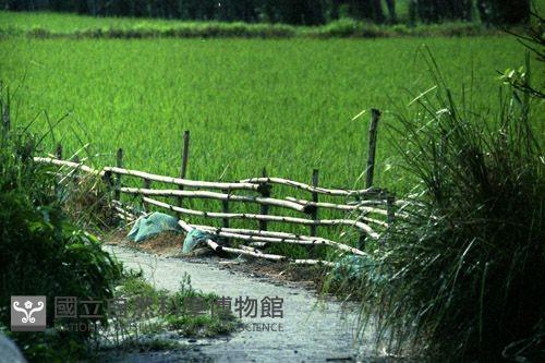 1950至2006年臺灣常民生活藏品圖，第1張