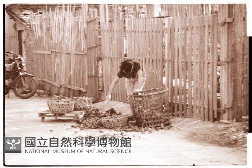 1950至2006年臺灣常民生活藏品圖，第1張