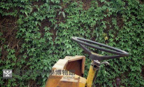 1950至2006年臺灣常民生活藏品圖，第1張