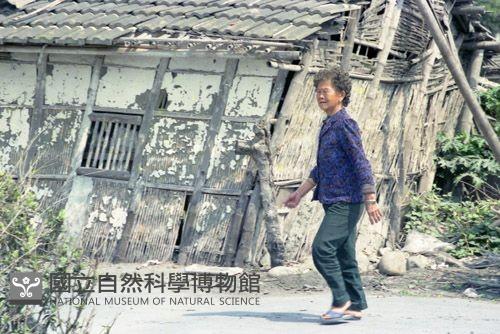 1950至2006年臺灣常民生活藏品圖，第1張