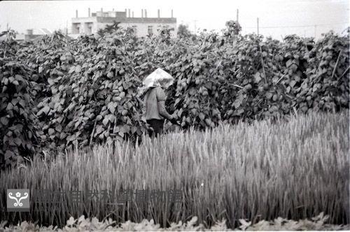 1950至2006年臺灣常民生活藏品圖，第1張