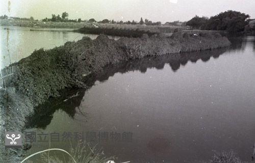 1950至2006年臺灣常民生活 藏品圖，第1張