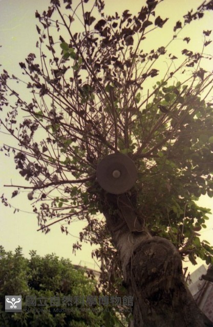 1950至2006年臺灣常民生活藏品圖，第1張