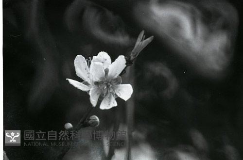1950至2006年台灣常民生活藏品圖，第1張