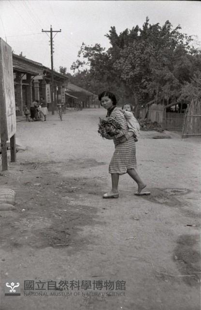 1950至2006年臺灣常民生活藏品圖，第1張
